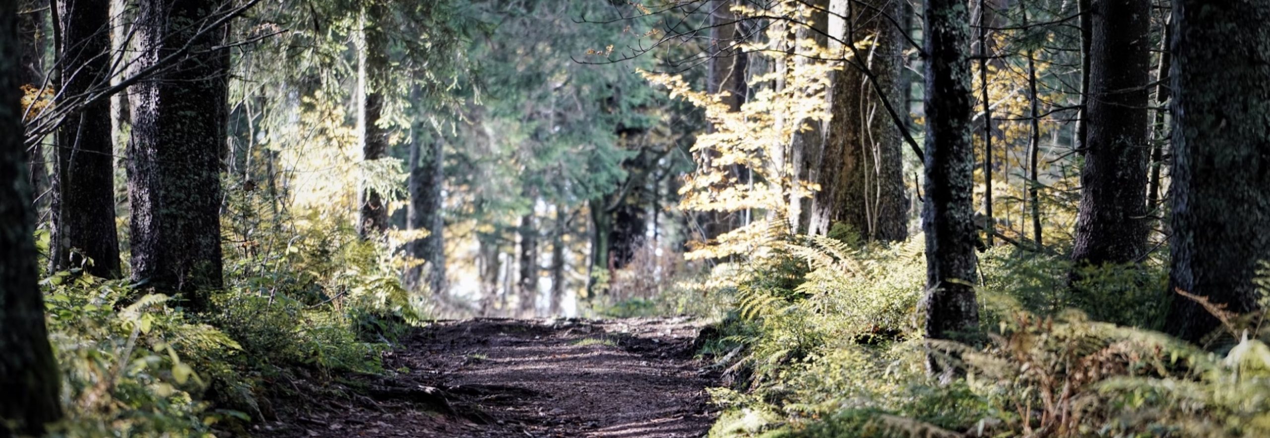 A northern Tennessee trail surrounded by foliage is a wonderful place to walk.